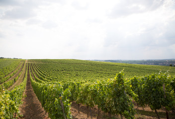 Fototapeta na wymiar Vineyards of Rhine Hesse