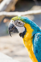 Blau gelber Ara Portrait 