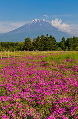 Shibazakura flower field with Mount Fuji san in the background in  Fuji Shibazakura Festival.