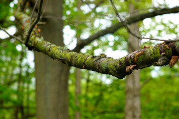 Green Tree Limb