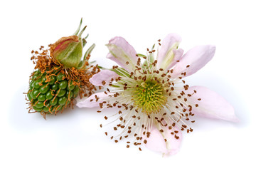 Flower and green berry of blackberry