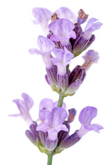Flowering plant lavender on white