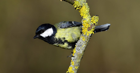 Meise; Kohlmeise; great tit; great titmouse; Parus major;