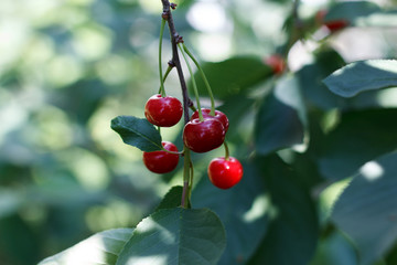 Ripe berries cherries on a branch