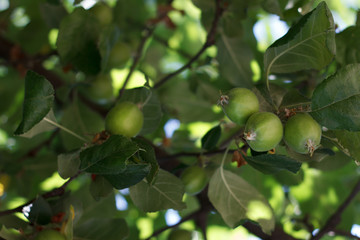 Apple Orchards