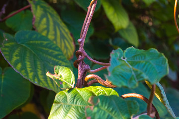 Green kiwi leaves on the vine, close up