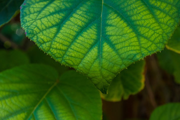 Green kiwi leaves on the vine, close up