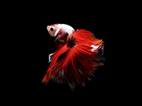 siames fighting fish , betta splendens fish