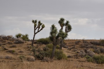Naklejka na ściany i meble Joshua trees in the desert