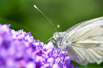 butterfly suckling nectar from budleja davidii flower