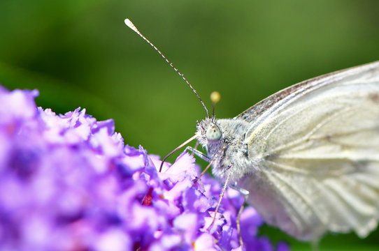 butterfly suckling nectar from budleja davidii flower