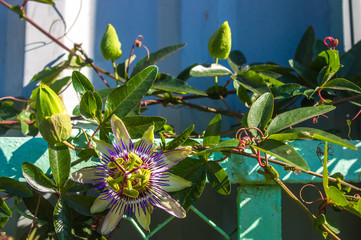 passion flower Passiflora caerulea Passionflower against green garden background