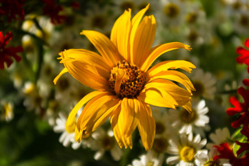 a bouquet of bright spring flowers of various types
