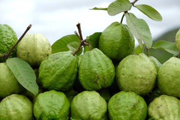 fresh guava in the market on hill