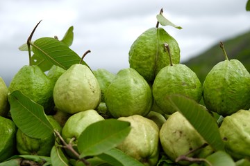 fresh guava in the market on hill