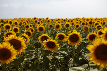 Obraz premium Horizontal shot of farmland with beautiful yellow sunflowers growing in countryside. Summertime outdoor view of crops planted on field in rural area. Agriculture, farming and harvesting concept