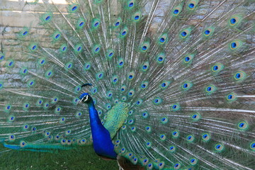 Naklejka premium Displayed Tailfeathers 2