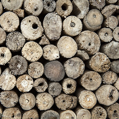Abstract round teak of Wood circle tree stumps background