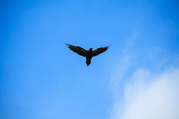 A hawk hunt  Mongolia