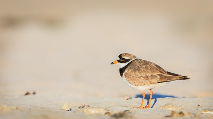 Common ringed plover on a sand beach