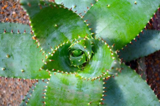 Cactus succulent abstract close up in natural pattern and color  background, green toned. Tropical leaves.