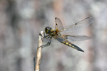 Four-spotted Chaser (Libellula quadrimaculata) perching on a branch