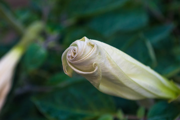 Obraz premium Devil's Trumpet, Datura metel, in the garden, close up.