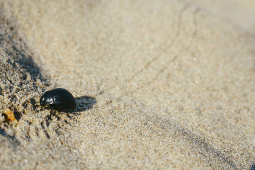 Beetle leaving footprints when walking on warm sand in some dunes in summer