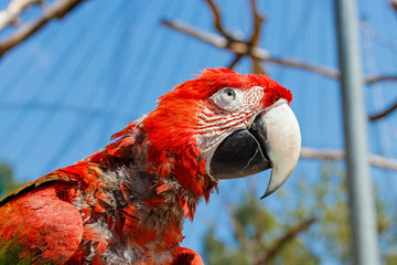 roter Ara in der Mauser 