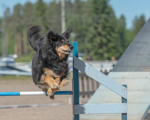 Hovawart jumps over an agility hurdle in agility competition