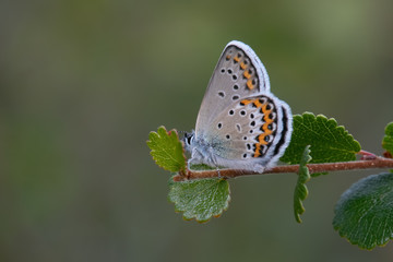 Silver-studded Blue Butterfly (Plebejus argus) perching on a branch