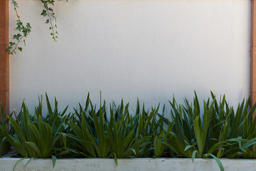 Summertime concept. Outdoor horizontal shot of beautiful fresh green plants growing outside cozy house along blank copy space concrete fencing for your text, promotional content or advertisement