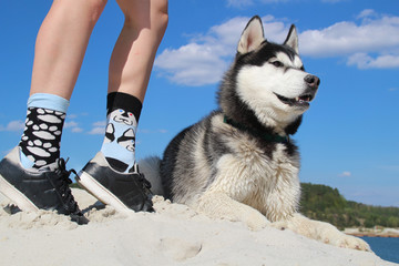 Photo of socks with husky and real husky.