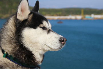 Portrait of a funny husky.