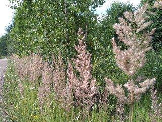 herbs with trees in the background