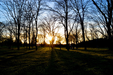 sunset in the park. the trees cast out whimsical shadows. people enjoy a walk.