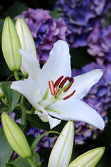Obraz premium Lilie in Weiß Makro Lilium