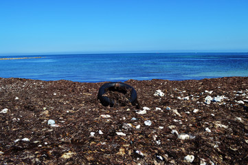 The old tire was entangled in seaweed on the seashore.