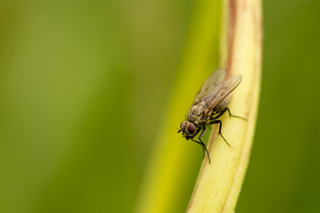 Fly on grass, green background