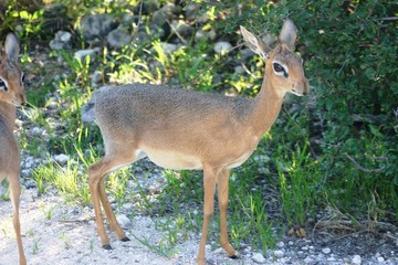 DIK-dik 1