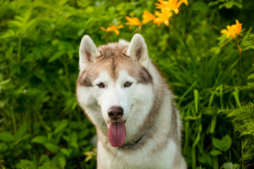 Portrait of serious beige dog breed siberian husky with tonque hanging out sitting in green grass and orange wild lilies