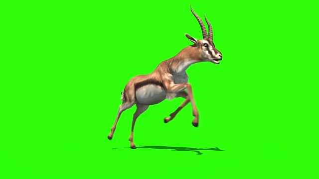 Gazelle Running Images – Browse 3,277 Stock Photos, Vectors, and Video |  Adobe Stock