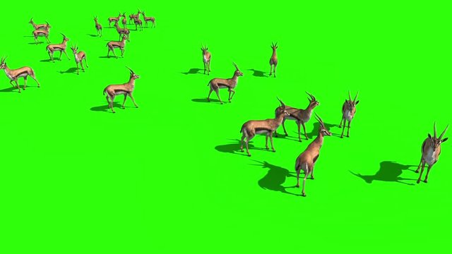 Herd of Gazelles Savannah Top Green Screen 3D Rendering Animation