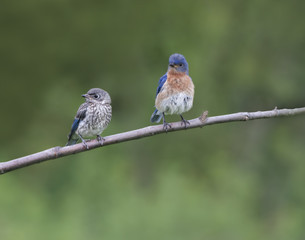 Eastern Bluebird Male with Fledgling