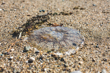 Close-up image of dead jellyfish on the pebble beach