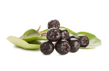 Close up of aronia chokeberry isolated on white.