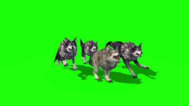 Herd of Wolves Run Top 3D Rendering Green Screen Animals