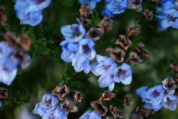 Tiny Blue Flowers Macro
