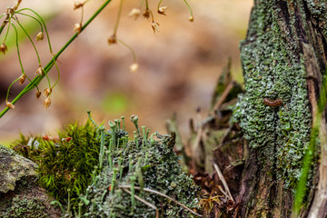Small forest