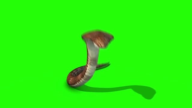 Cobra Snake Attacks Green Screen Front 3D Rendering Animation